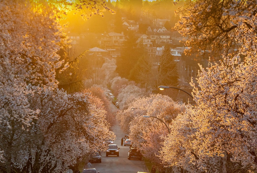 Discover Arbutus: A Hidden Gem in Vancouver's West Side